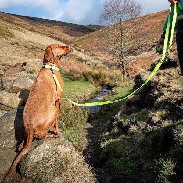 Long Paws Reflective Training Lead